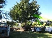 Kwikfynd Tree Management Services
brucerock