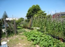 Kwikfynd Vegetable Gardens
brucerock